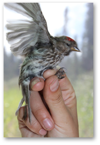 A photo of a Common redpoll.